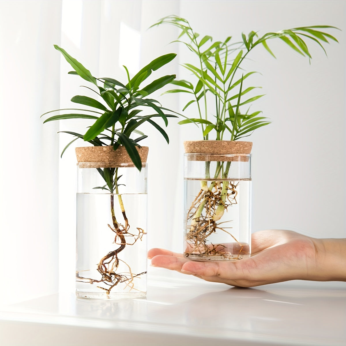 Accessoire de Soin pour Plantes d'Intérieur en Verre Transparent - Écologique et Économique