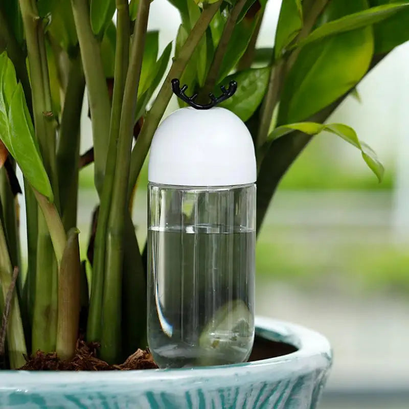 Dispositif d'Arrosage Automatique pour Plantes d'Intérieur