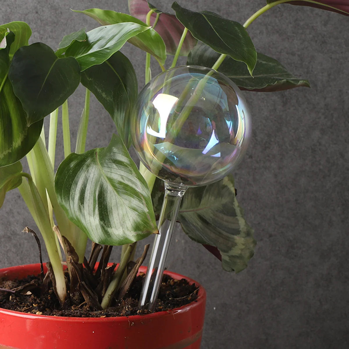 Boules d'Arrosage en Verre Soufflé à la Main pour Plantes d'Intérieur