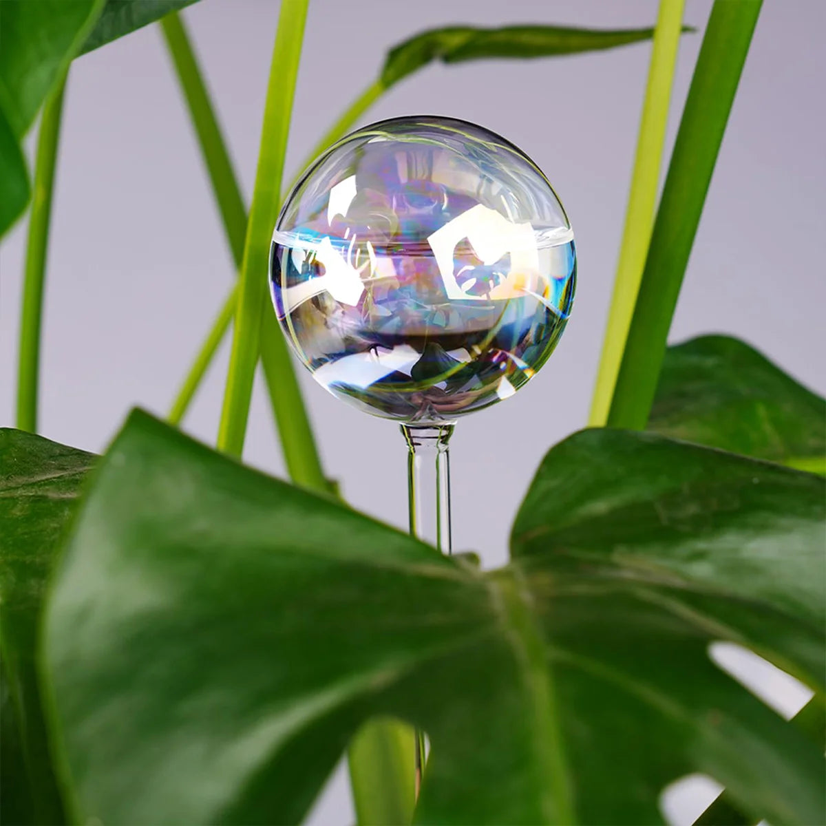 Boules d'Arrosage en Verre Soufflé à la Main pour Plantes d'Intérieur