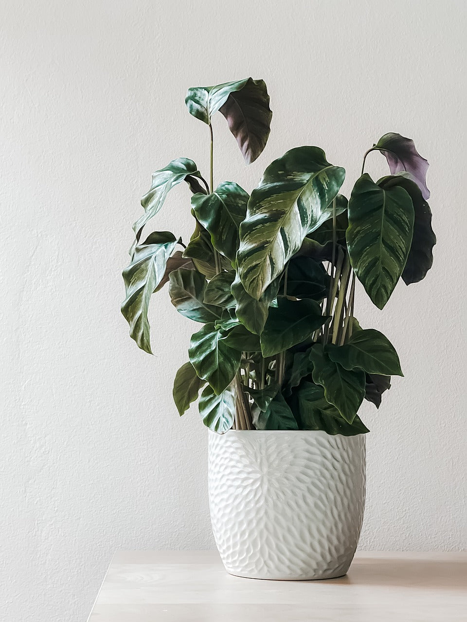 Plante d’intérieur en pleine santé