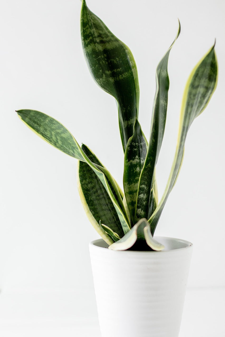 Plante d’intérieur en pleine santé soignée